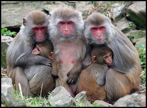 rhesus